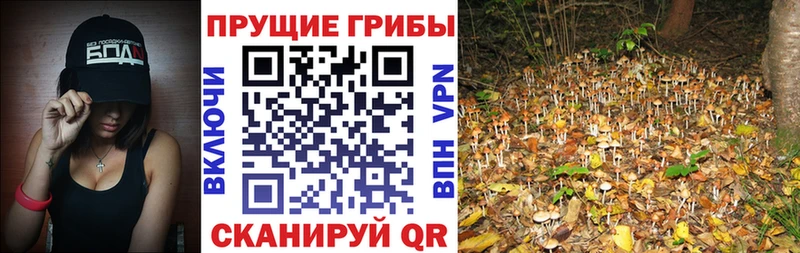 что такое наркотик Ликино-Дулёво Псилоцибиновые грибы GOLDEN TEACHER